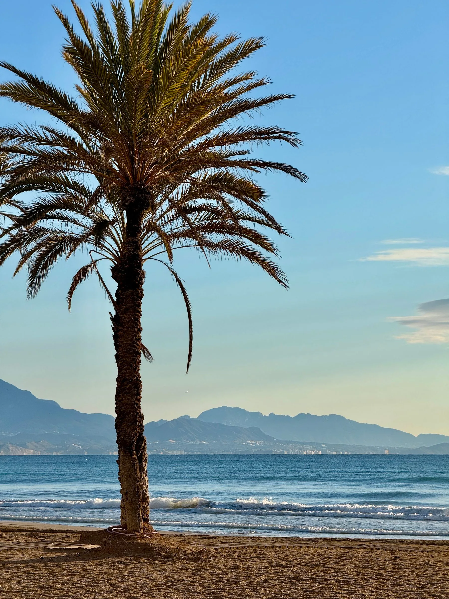 Palm, zee en bergen bij Alicante